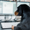 Consulta virtual para perros y gatos 12