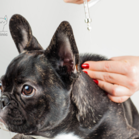 Consulta virtual para perros y gatos 14