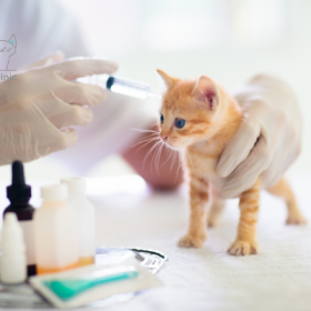 Consulta virtual para perros y gatos 15