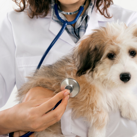 Consulta virtual para perros y gatos 2
