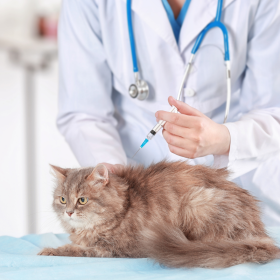 Consulta virtual para perros y gatos 4