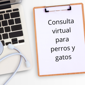 Consulta virtual para perros y gatos 600x600 1