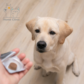 Consulta virtual para perros y gatos 8 1