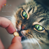 Consulta virtual para perros y gatos 9
