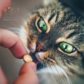 Consulta virtual para perros y gatos 9