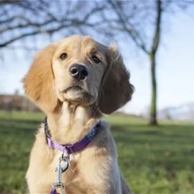 Imagen collar perro