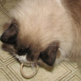 Juguete corbatin para gatos 3
