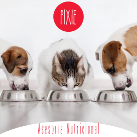 SERVICIOS VETERINARIOS A DOMICILIO 13