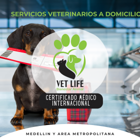 SERVICIOS VETERINARIOS A DOMICILIO 4