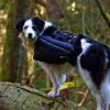 perro mochila