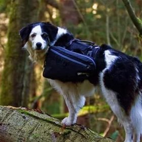 perro mochila