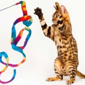 products 0016478 cat dance rainbow cat charmer interactive cat toy