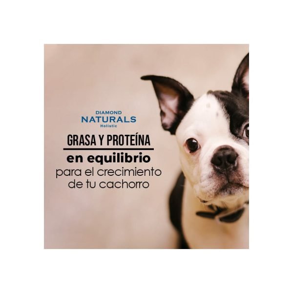 small breed puppy 3