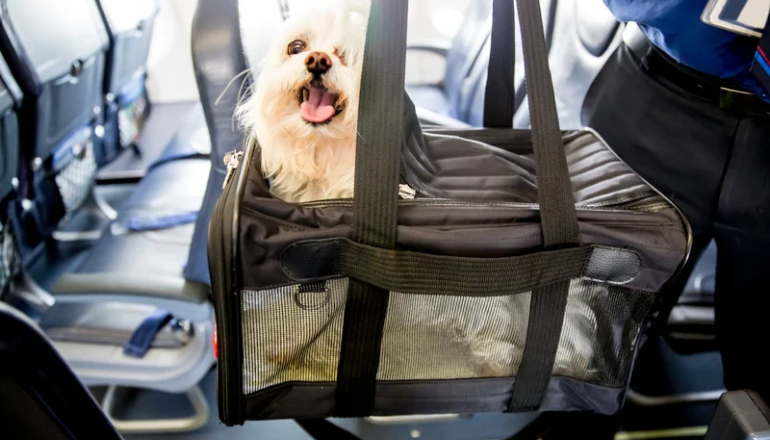 Viaje con perro