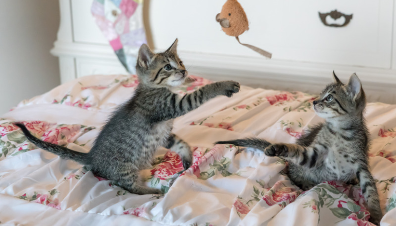 Ideas divertidas para jugar con tu gato en casa