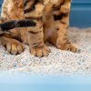 Arena para gatos