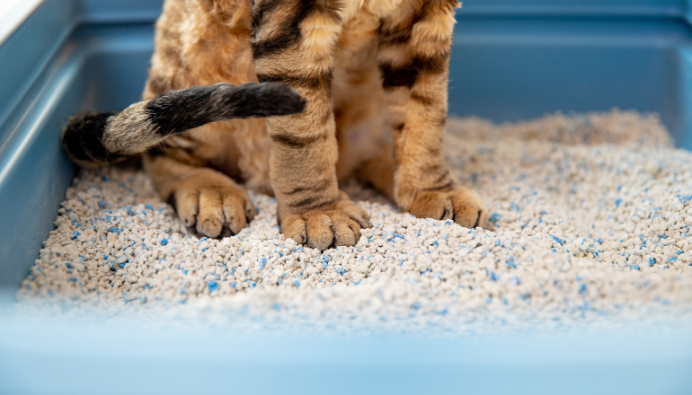 Arena para gatos