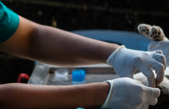 Esterilización