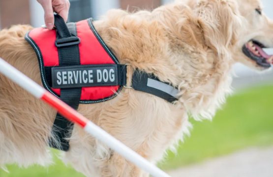 Perro de servicio