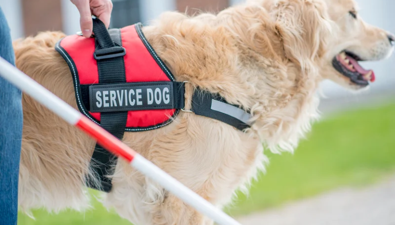 Perro de servicio