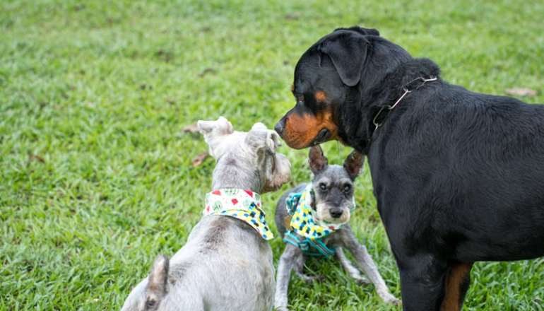 Cómo socializar a tu perro correctamente: pasos clave