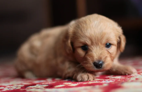 Perro cachorro
