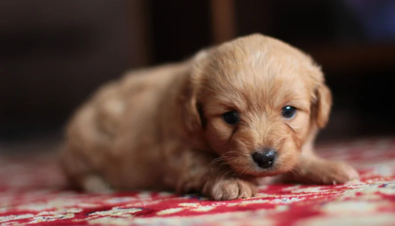 Perro cachorro