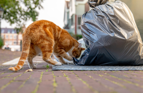 Alimentos tóxicos para gatos