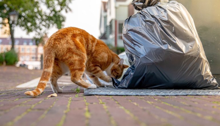 Alimentos tóxicos para gatos