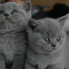 Razas de gatos
