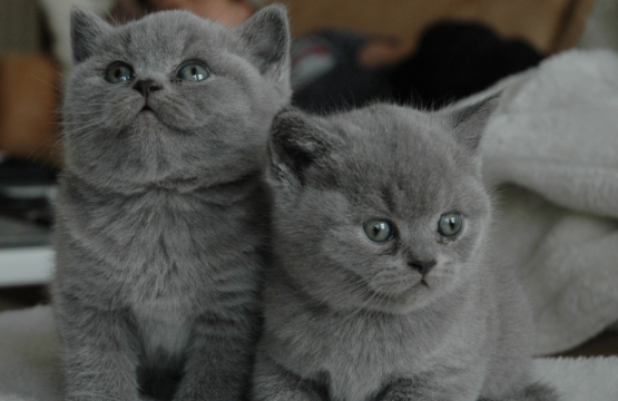 Razas de gatos