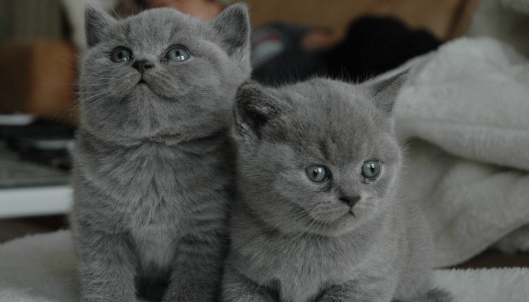 Razas de gatos