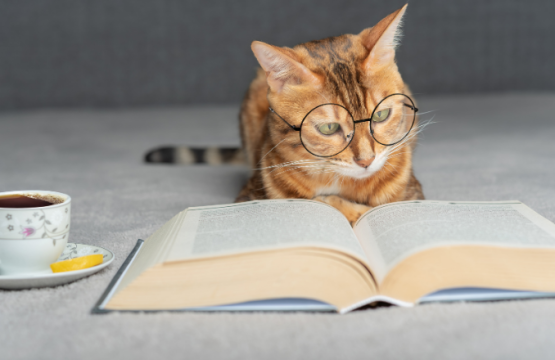 Qué tanto sabes sobre los gatos