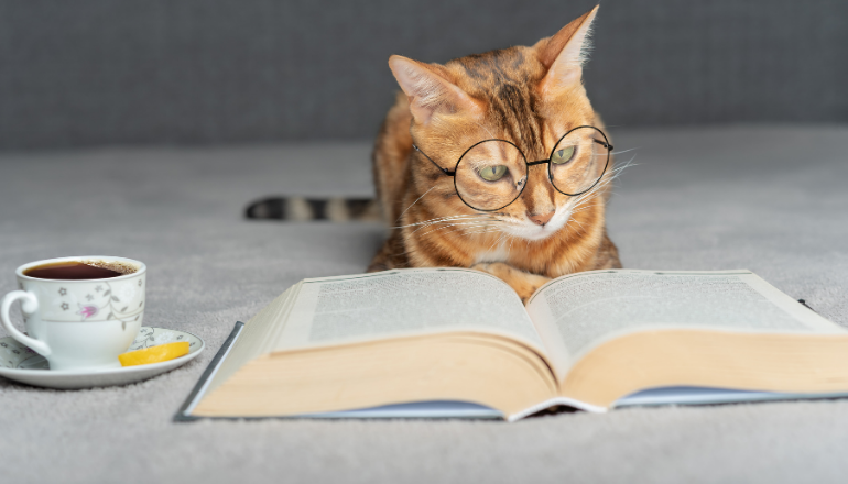 ¿Qué tanto sabes sobre los gatos?