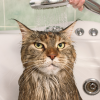 Bano gato