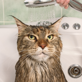 Bano gato