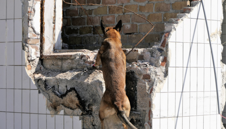 Cuidados y preparación de mascotas durante desastres naturales: cómo armar un kit de emergencia