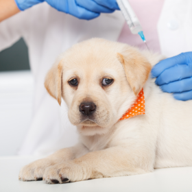Esquema de vacunacion cachorro