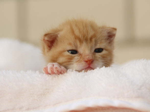Gato cachorro