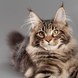 Maine Coon