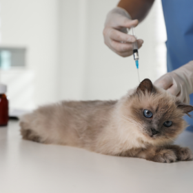 Vacunacion gato cachorro