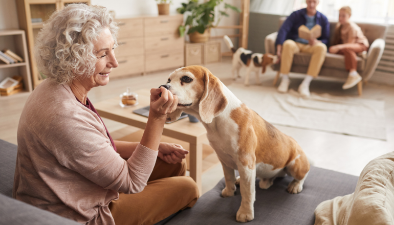 Consejos y nutrientes clave para la salud de perros senior