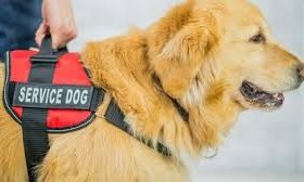 Perro de servicio