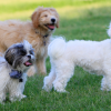 10 datos curiosos sobre los perros