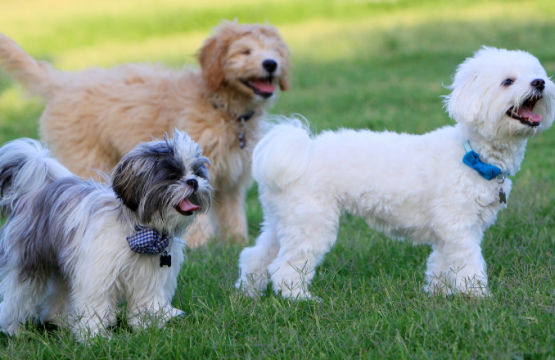 10 datos curiosos sobre los perros