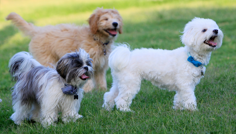 10 Datos Curiosos sobre Perros que Te Sorprenderán 🐕🎾