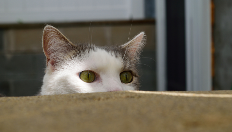 10 Datos Curiosos sobre Gatos que No Conocías