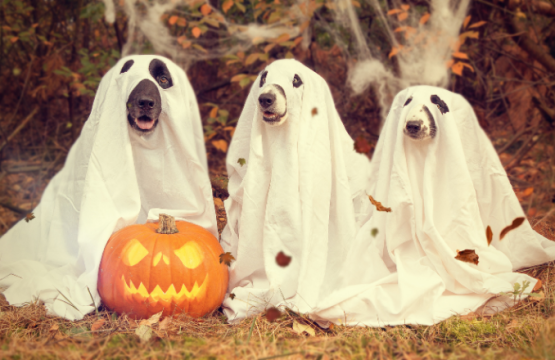 Mascotas Halloween