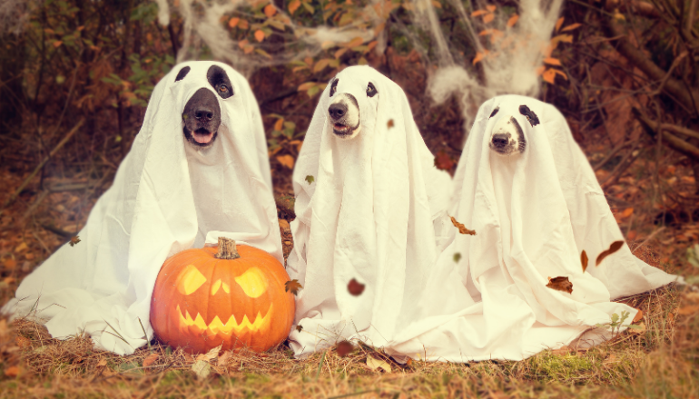 Cuidados que Debes Tener con tus Mascotas este Halloween 