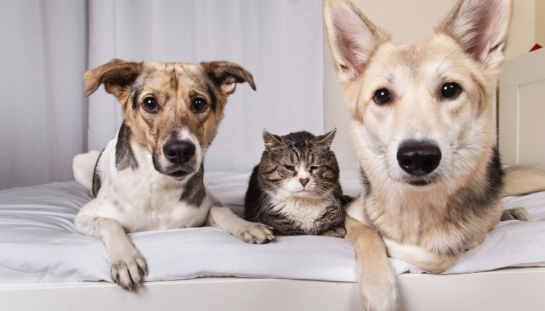¿Cómo hacer que tu perro y gato sean amigos?